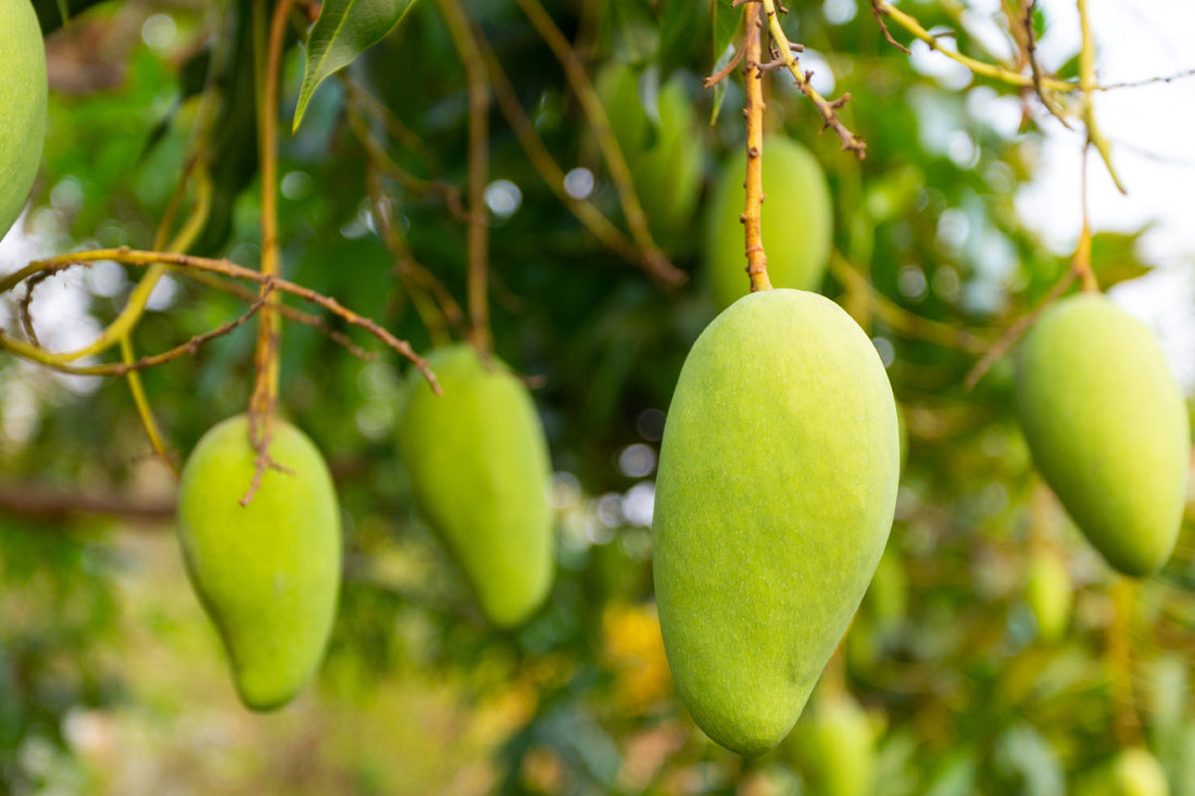 Calidad del mango en cosecha en Colombia: parámetros para clasificar mango de primera, segunda y tercera