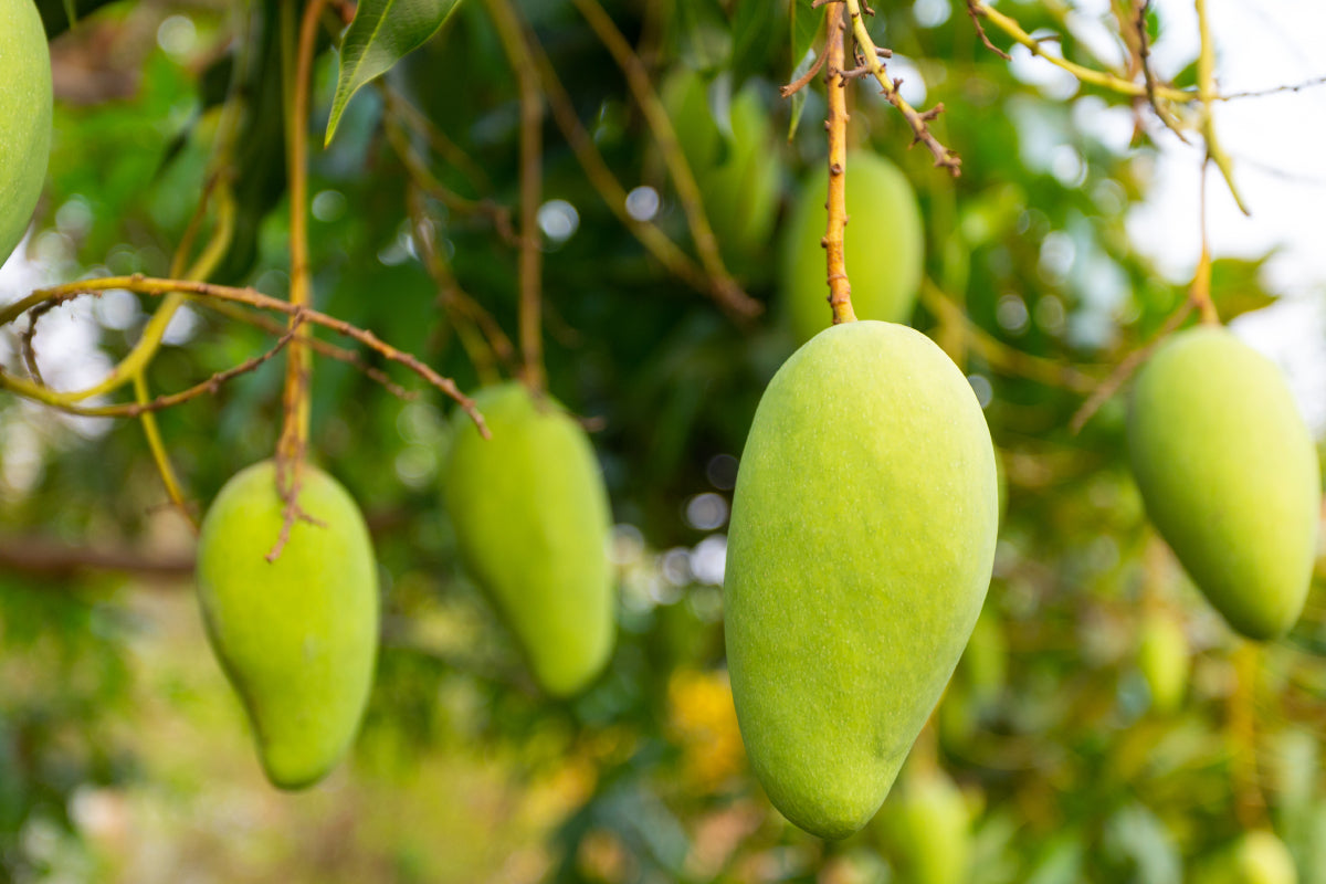 Calidad del mango en cosecha en Colombia: parámetros para clasificar mango de primera, segunda y tercera