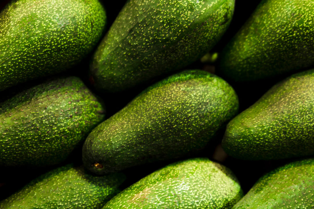 Cómo evitar daños en el fruto del aguacate en Colombia