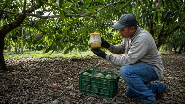 Moscas de la fruta en mango: una rutina semanal para proteger la cosecha