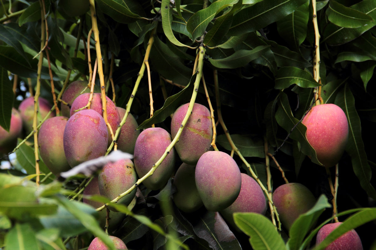 Importancia de la poda del mango en Colombia para mejorar la cosecha y reducir plagas.