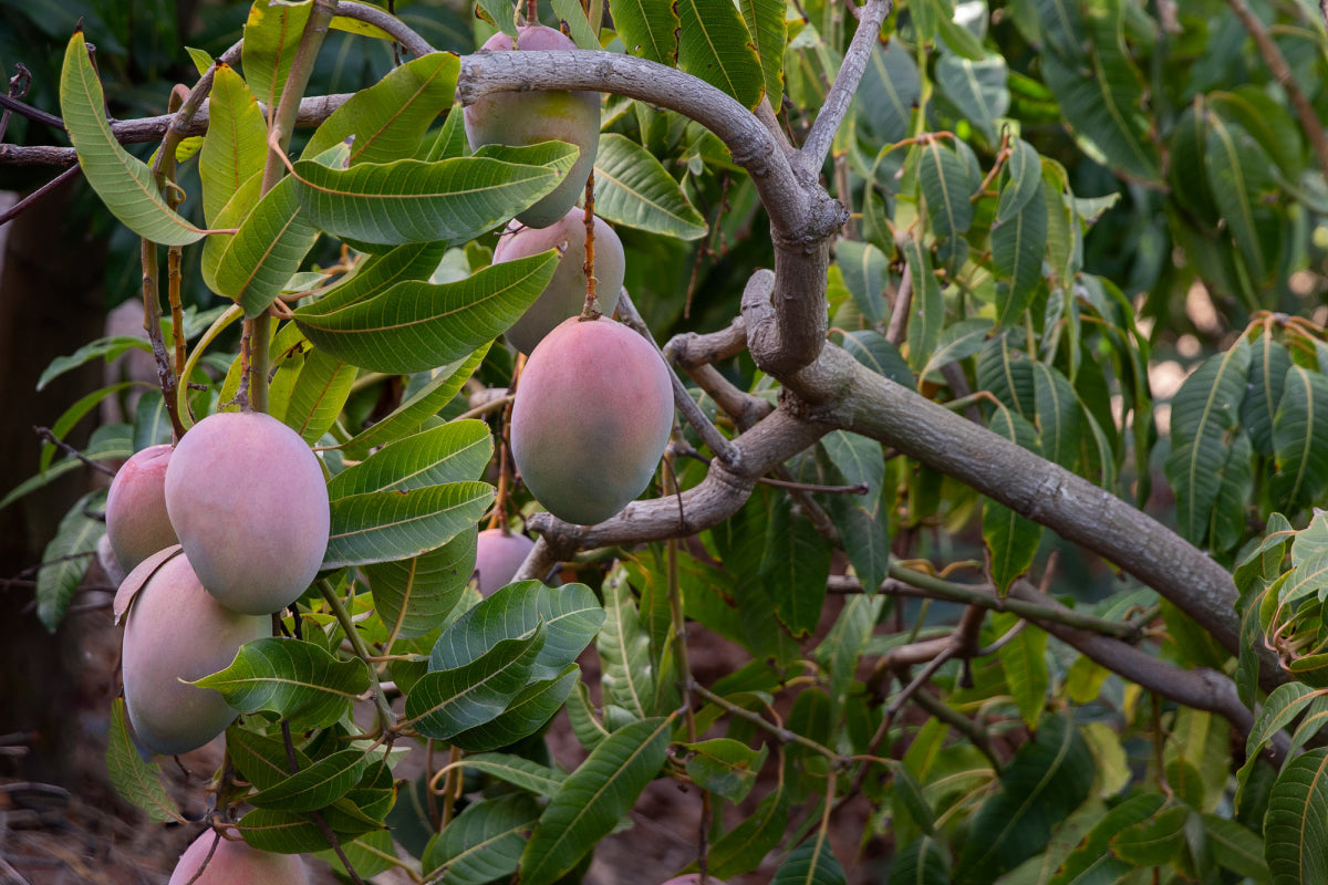Problemas comunes en la cosecha de mango en Colombia y recomendaciones para reducir pérdidas